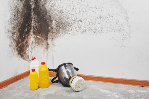 Best Bathroom Mold Remediation in Daly City, CA