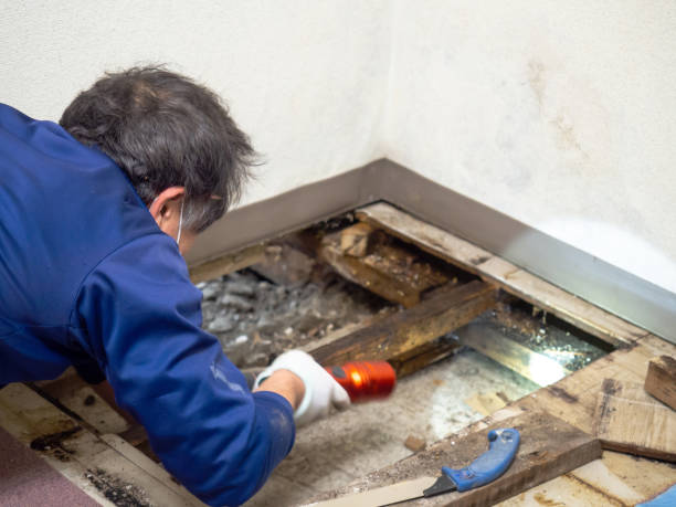 Trusted Daly City, CA Mold Remediation Experts