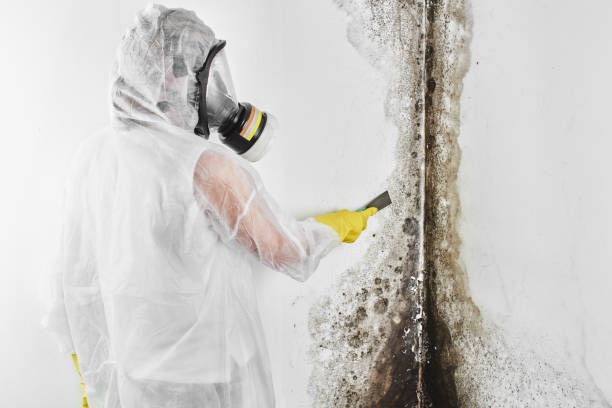 Best Health and Safety Mold Remediation in Daly City, CA