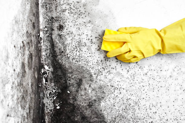 Best Health and Safety Mold Remediation in Daly City, CA