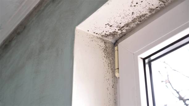 Daly City, CA Mold Remediation Company