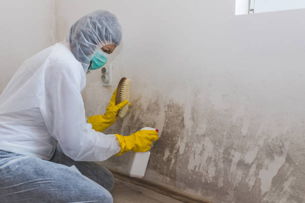 Best Attic Mold Remediation in Daly City, CA