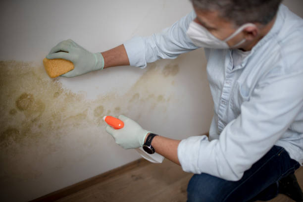 Best Localized Mold Remediation (e.g., coastal areas, humid climates) in Daly City, CA