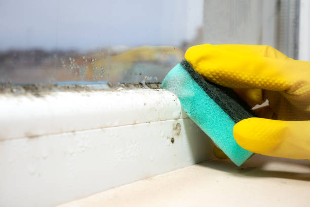 Best Insurance-Related Mold Remediation in Daly City, CA