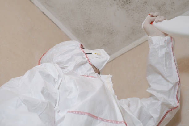 Best Localized Mold Remediation (e.g., coastal areas, humid climates) in Daly City, CA