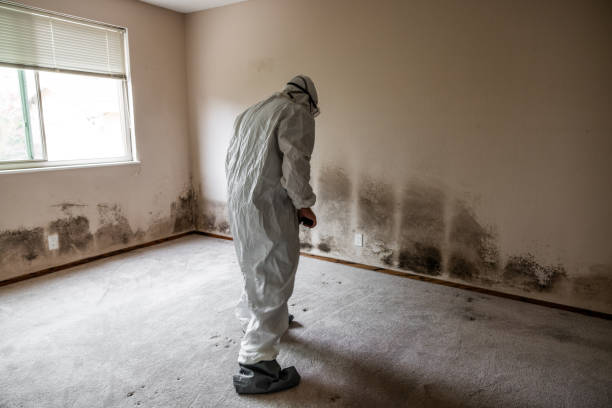 Best Residential Mold Remediation in Daly City, CA