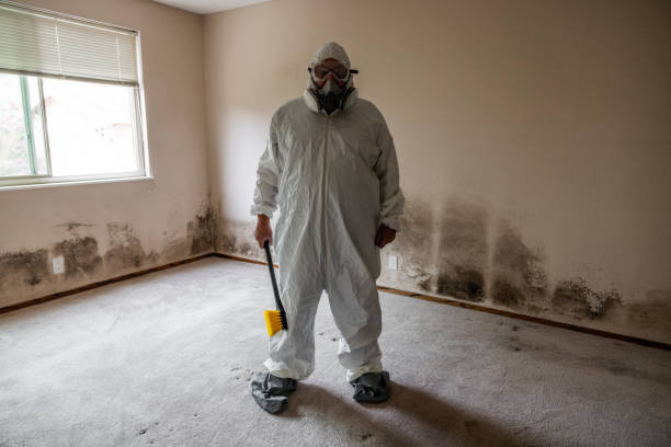 Best Black Mold Remediation in Daly City, CA