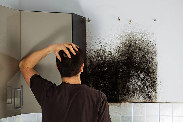 Best HVAC Mold Remediation in Daly City, CA