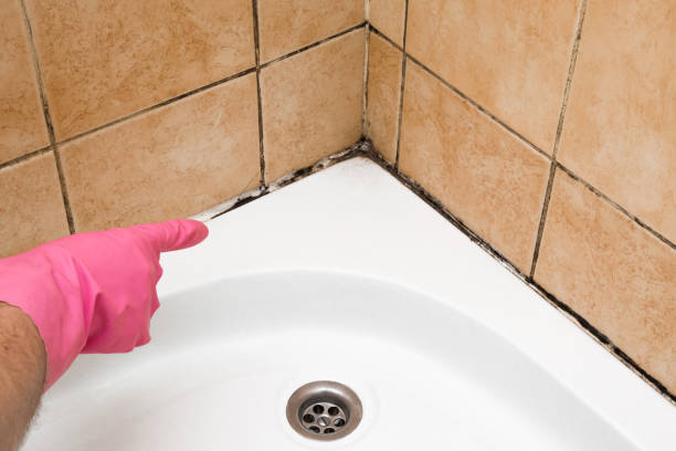 Best DIY Mold Remediation Support Services in Daly City, CA