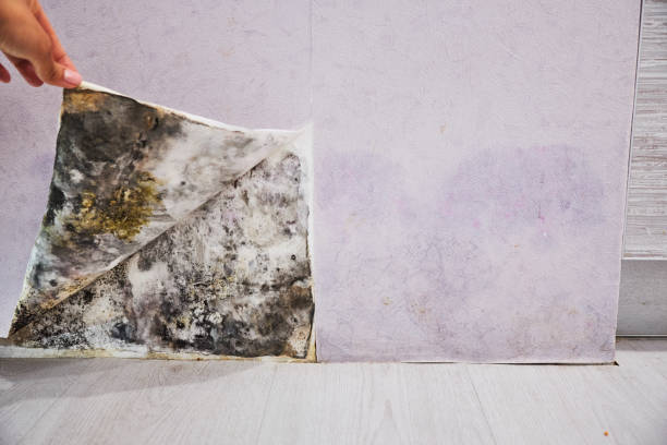 Best Basement Mold Remediation in Daly City, CA